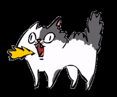 cat angrycat GIF by bimay