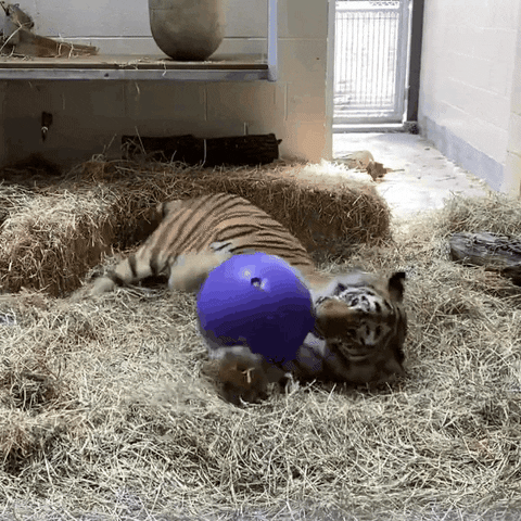 Tiger Zoo GIF by Storyful