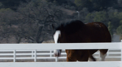 puppy love GIF