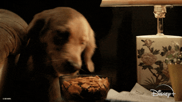 Golden Retriever Puppy GIF by Marvel Studios