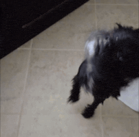 Wet Dog GIF