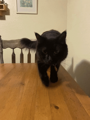 Cat GIF