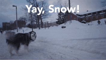 Husky Dog Snow GIF by Michigan Tech
