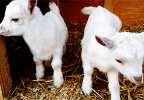 goat standing GIF