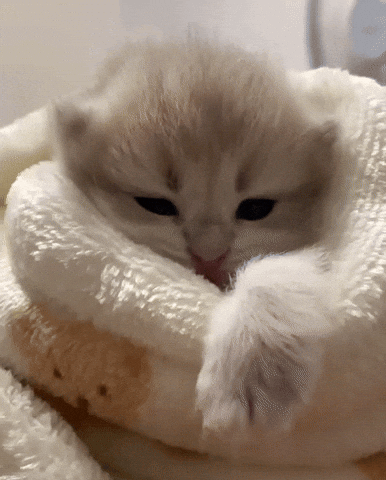 Cat Sleep GIF