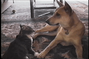 Video gif. Dog and a cat are laying on a rug together, and the dog looks around calmly. All of a sudden, the cat tackles the dog's neck and gives them a big hug and cuddle, knocking them on their back.