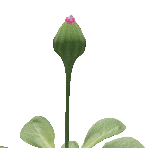 Blooming Mothers Day Sticker By Zacxophone For Ios Android Giphy Blooming Mothers Day Sticker By Zacxophone For Ios Android Giphy