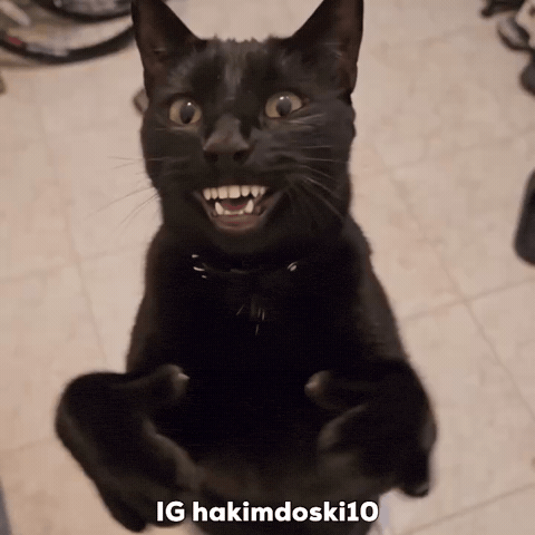 Black Cat GIF