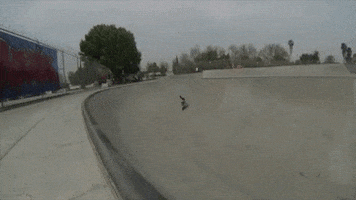 roll over jack russell GIF