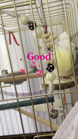Bird GIF