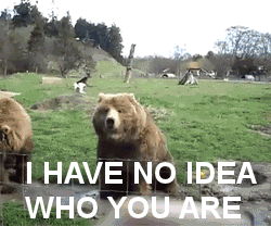 confused bear GIF