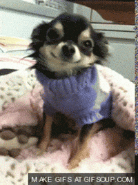 Chihuahua Angry Gifs Get The Best Gif On Giphy