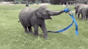Baby Elephant Elephant animated GIF
