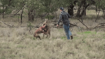 Man Punches A Kangaroo In The Face GIF