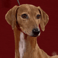 Dog Show Wtf GIF by American Kennel Club