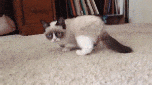 Grumpy Cat No GIF by Internet Cat Video Festival