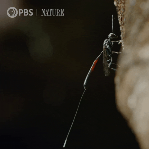 Wild Animals Bug GIF by Nature on PBS