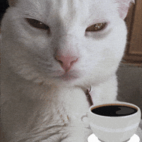 Cat Coffee GIF by StudioCWF Cat Coffee GIF by StudioCWF