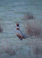 Common Pheasant Bird GIF