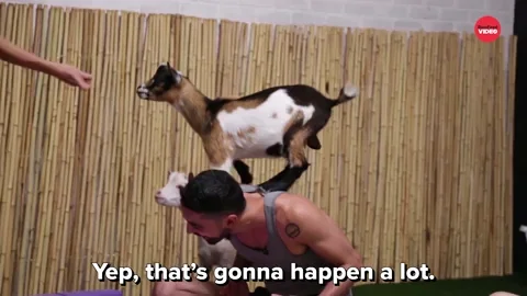 Yoga Goats GIF