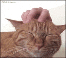 cat head GIF