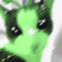 Cat GIF