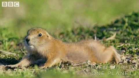 Tired Yoga GIF