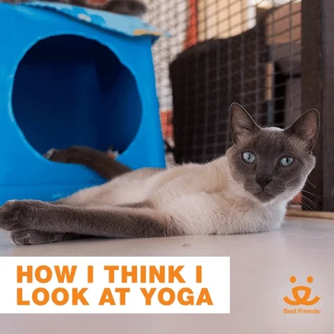 Stretching Downward Dog GIF