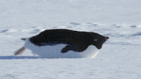 Snow Sliding GIF