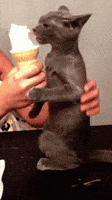 ice cream brain freeze GIF