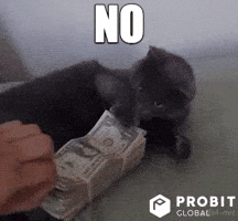 Cat Reaction GIF by ProBit Global