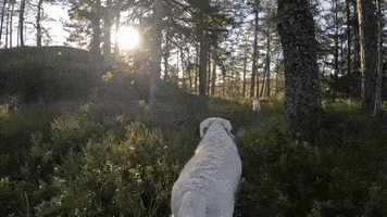 Golden Retriever Dogs GIF by Mall Grab