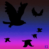 Bird GIF by gifnews