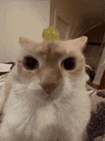 Cat Meow GIF