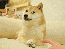 stop doge GIF