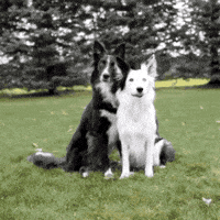 Dog Hug GIF