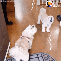 dogs reunite howling GIF by The Dodo