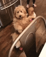 Dog Pushing GIF by MOODMAN