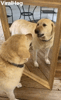 Dog GIF by ViralHog