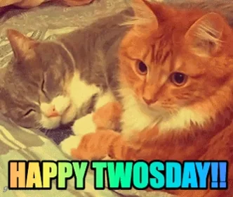 Mood Cats GIF