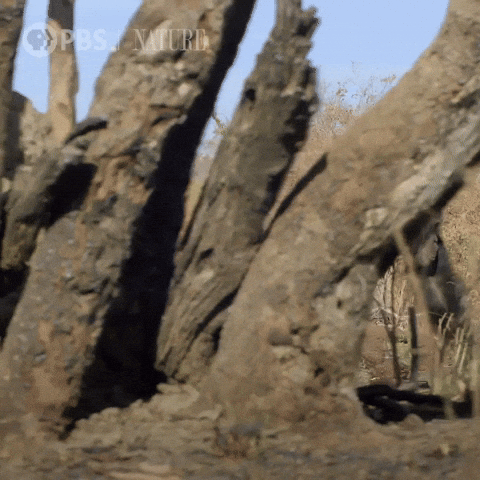 Random Monkey GIF