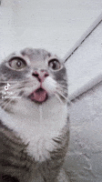 Cat Drool GIF