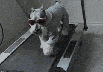 Dog Treadmill GIF by RETROFUNK
