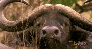 Texas Rancher Gored by Cape Buffalo While Hunting in South Africa 🐃