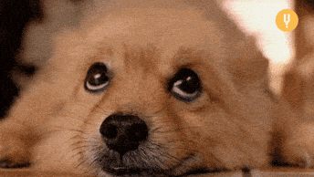 Dog Eyes GIF by CuriosityStream