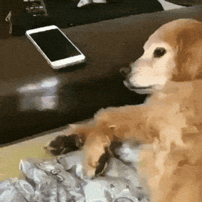 Dog Stop Right There GIF