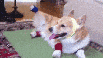 corgi pilates GIF