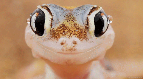 🌎 The First Reptile
