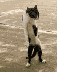 10 Things + Wildcatting