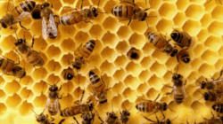 Space rice, punctual bees, and the evolutionary history of dumplings